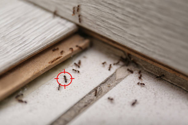 Reliable Metter, GA Pest Control Solutions